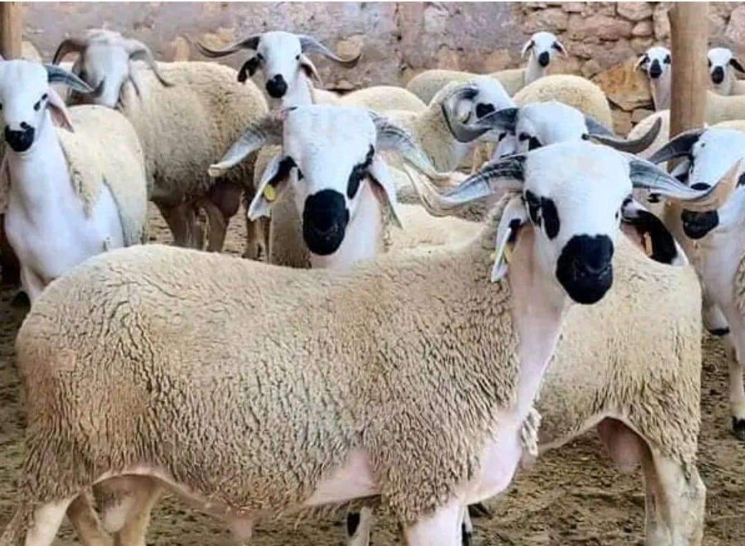 هذا هو عدد رؤوس المواشي المعدة للذبح في المغرب خلال عيد الأضحى المقبل